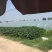 8424西瓜5斤打底8成熟