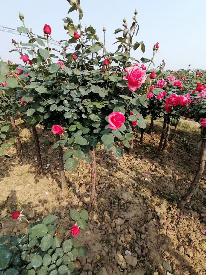 2公分月季高杆月季树状月季月季基地月季树批发