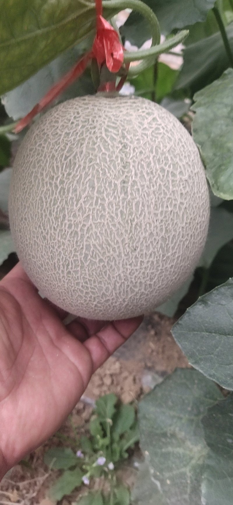 精品鲁厚甜