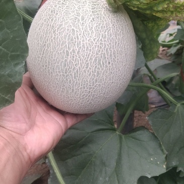 精品鲁厚甜