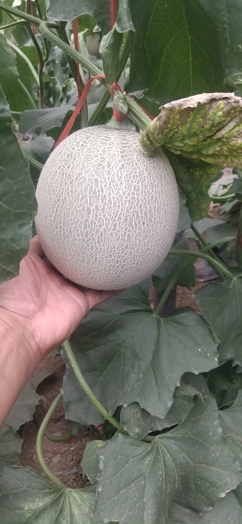 精品鲁厚甜