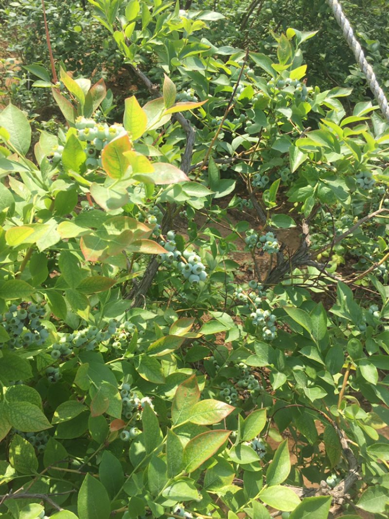 蓝莓大量鲜果上市