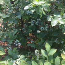 蓝莓大量鲜果上市