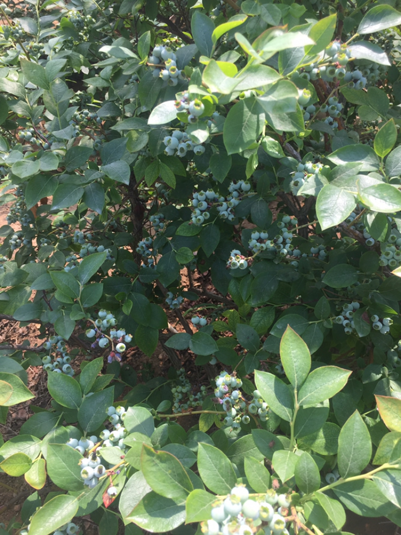 蓝莓大量鲜果上市
