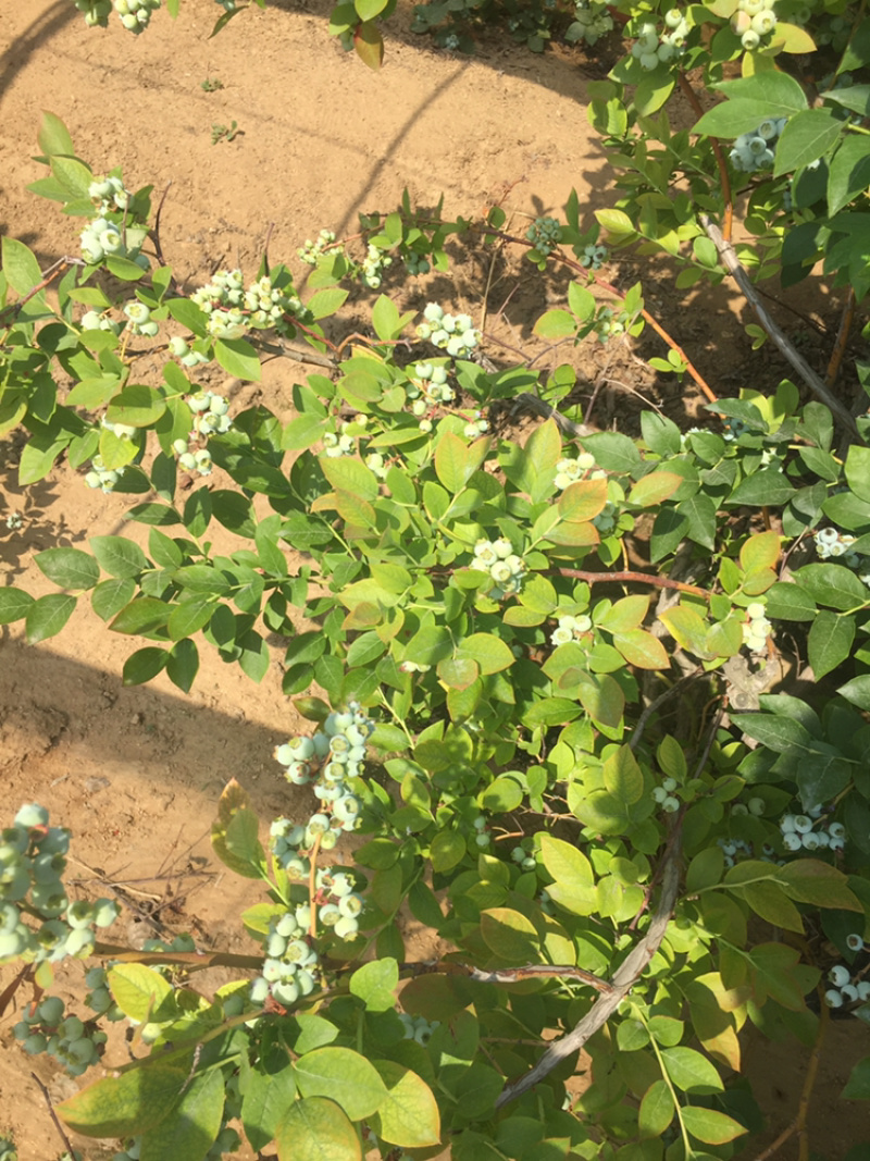 蓝莓大量鲜果上市