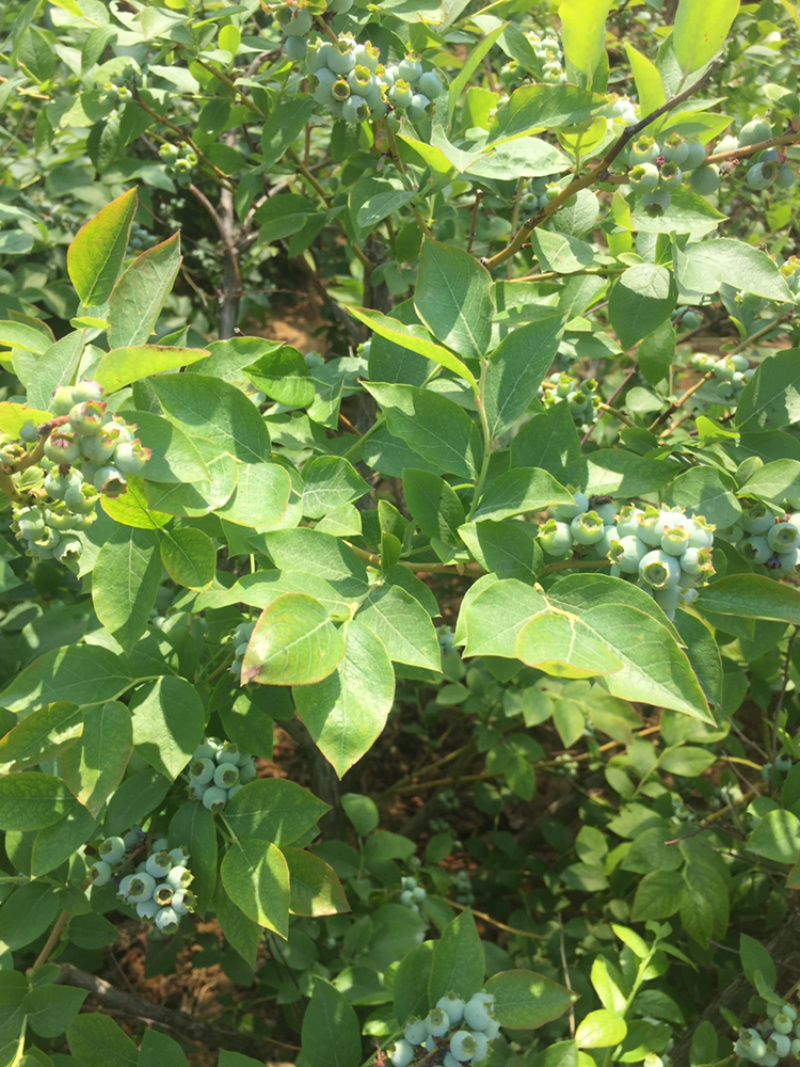 蓝莓大量鲜果上市
