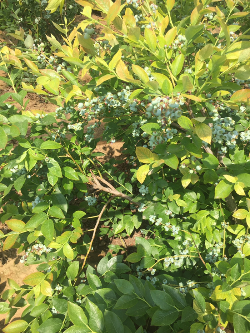 蓝莓大量鲜果上市