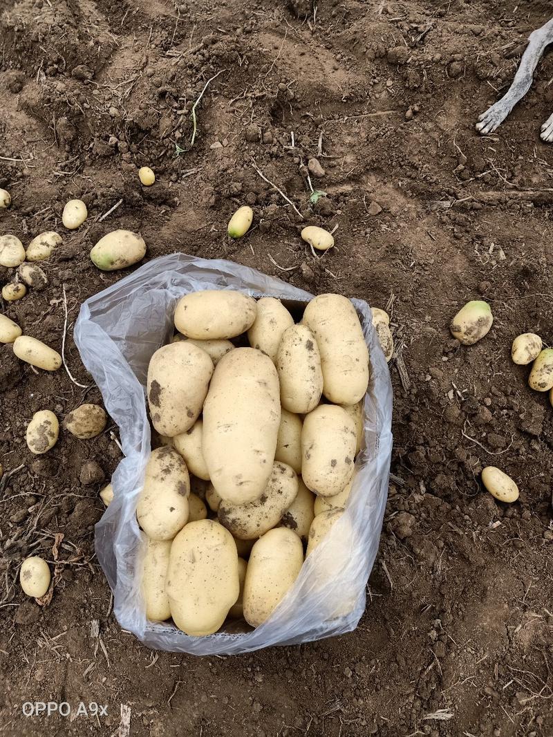 山东优质大棚荷兰十五土豆全国发货欢迎全国客商洽谈合作