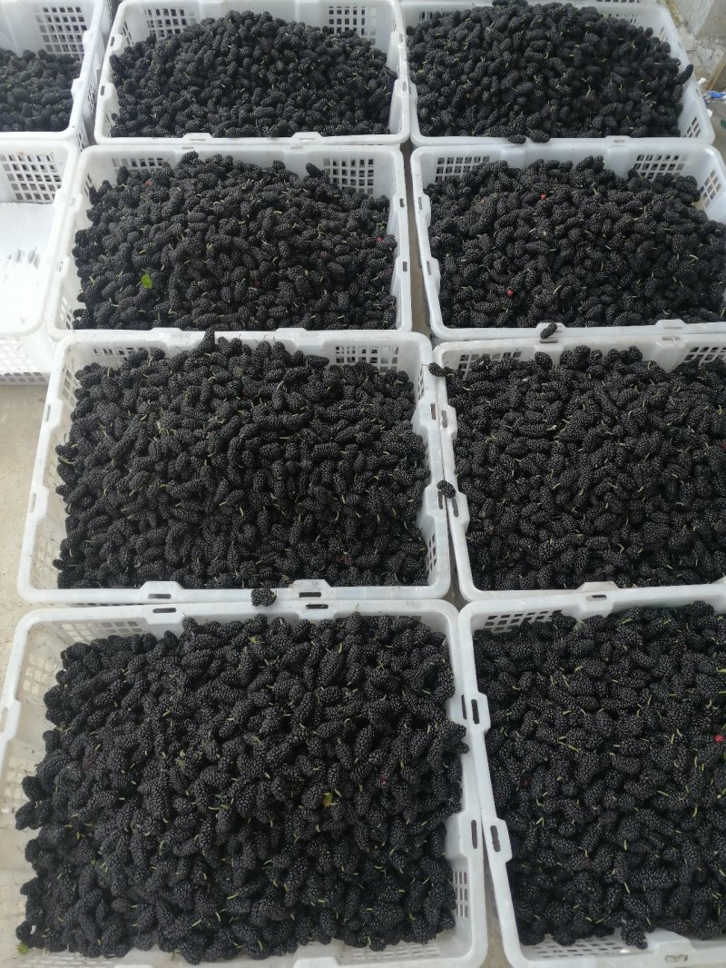 大量桑椹冻果长期供货可榨汁做果酱做酒