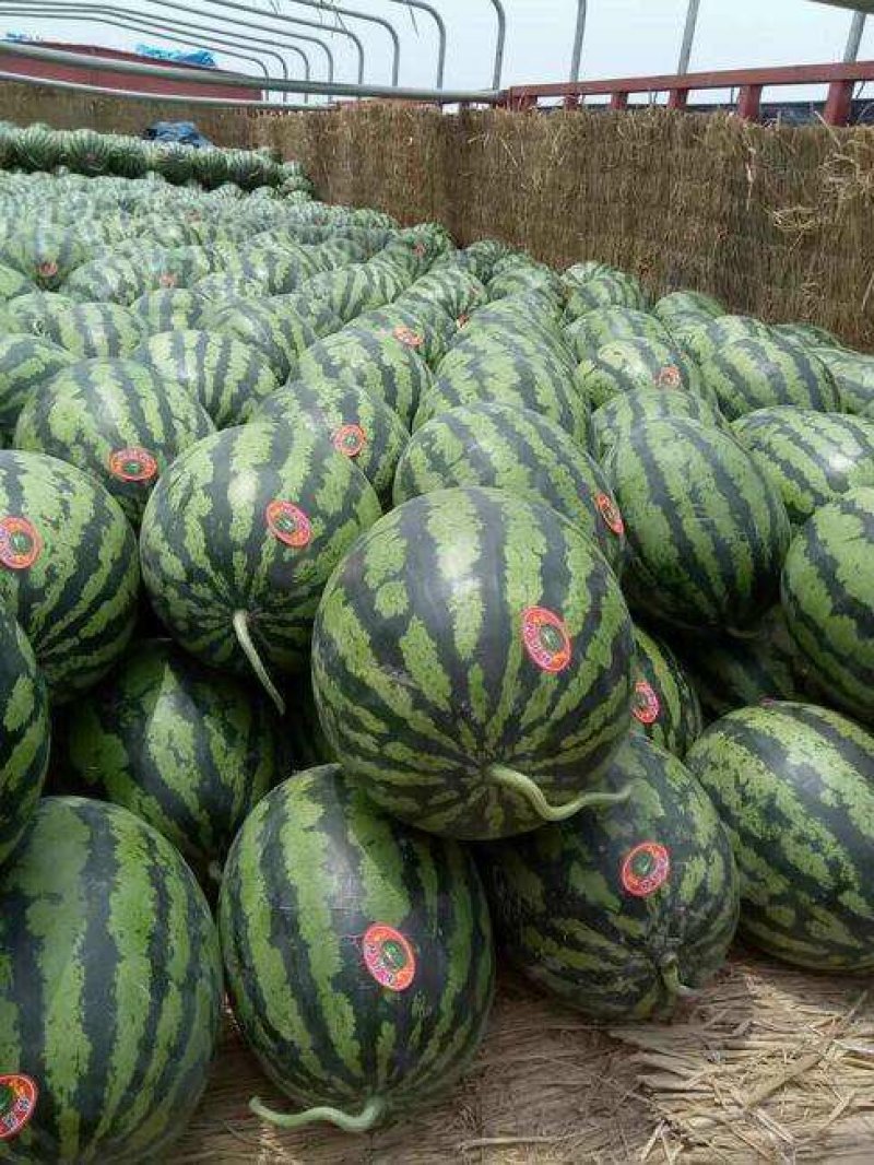 万亩产地直发精品美都西瓜8斤打底8成熟1茬包熟包甜