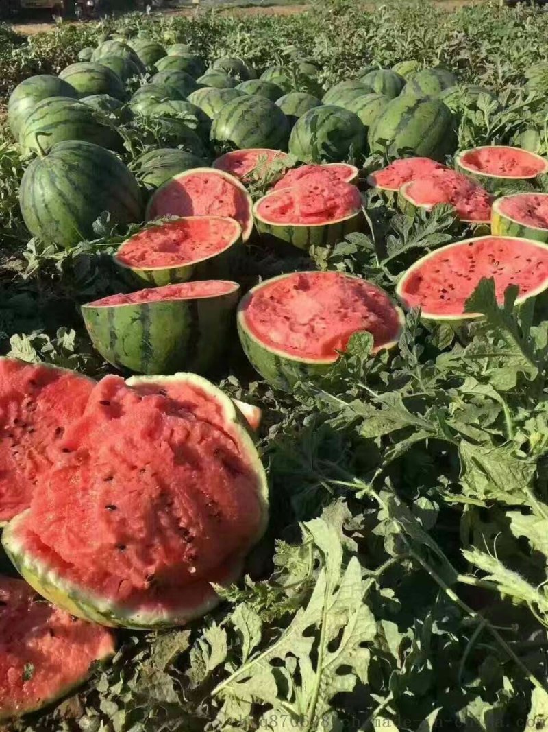万亩产地直发精品美都西瓜8斤打底8成熟1茬包熟包甜