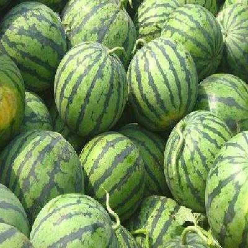万亩产地直发精品美都西瓜8斤打底8成熟1茬包熟包甜