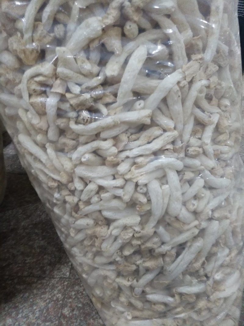 古田竹荪杆子，竹荪蛋，带裙竹荪