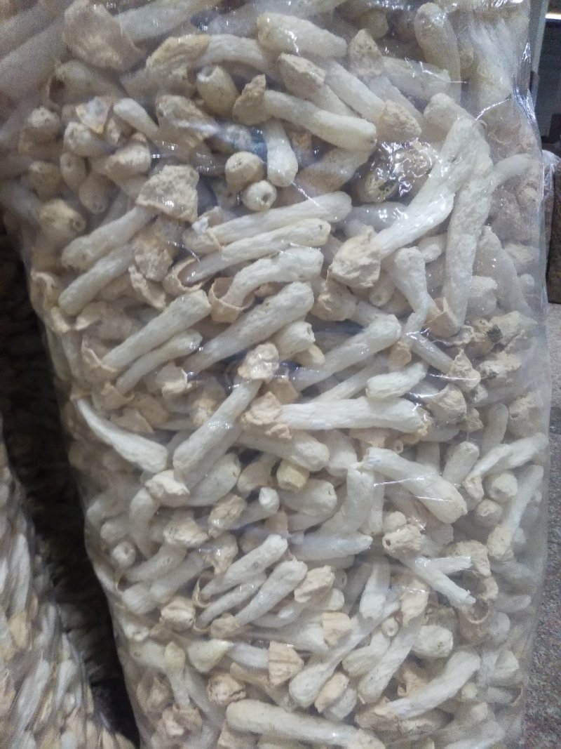 古田竹荪杆子，竹荪蛋，带裙竹荪
