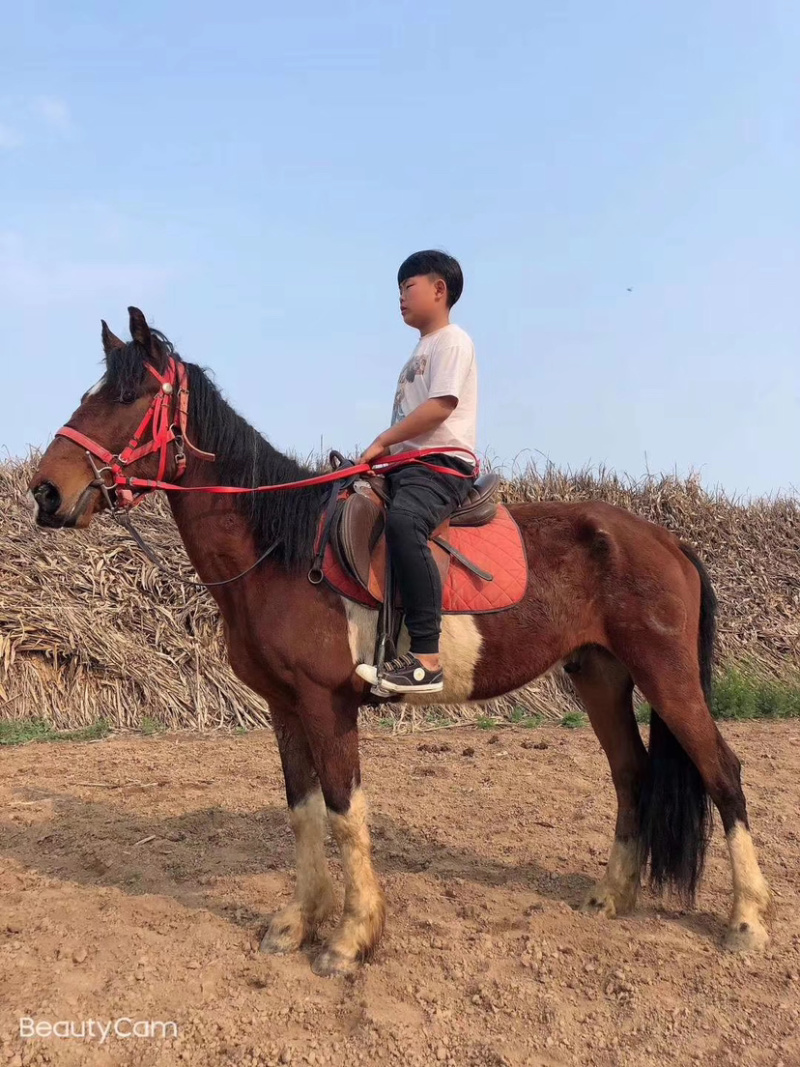 矮马小矮马乘骑矮马