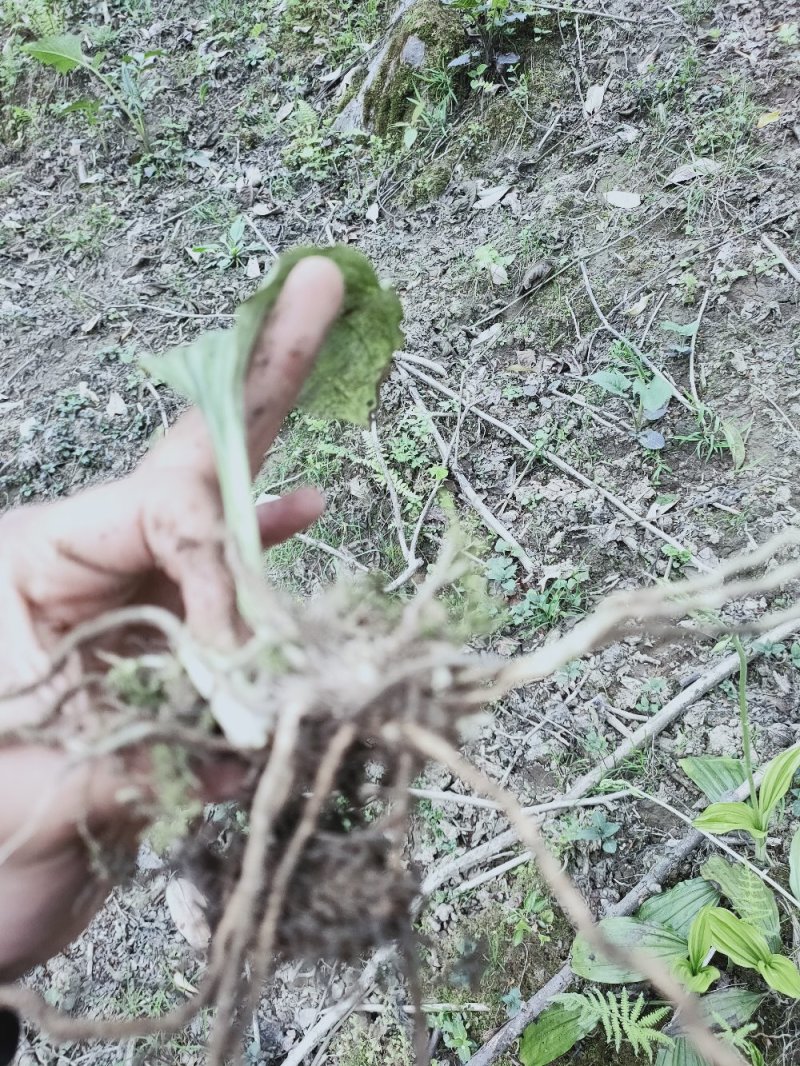虾脊兰需要的老板联系