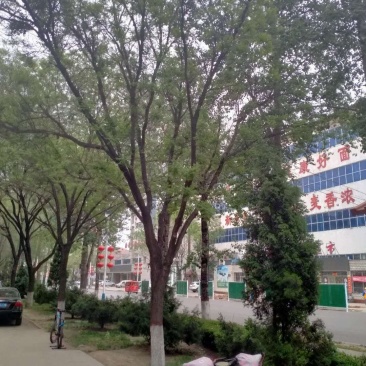 行到国槐处理，急急急