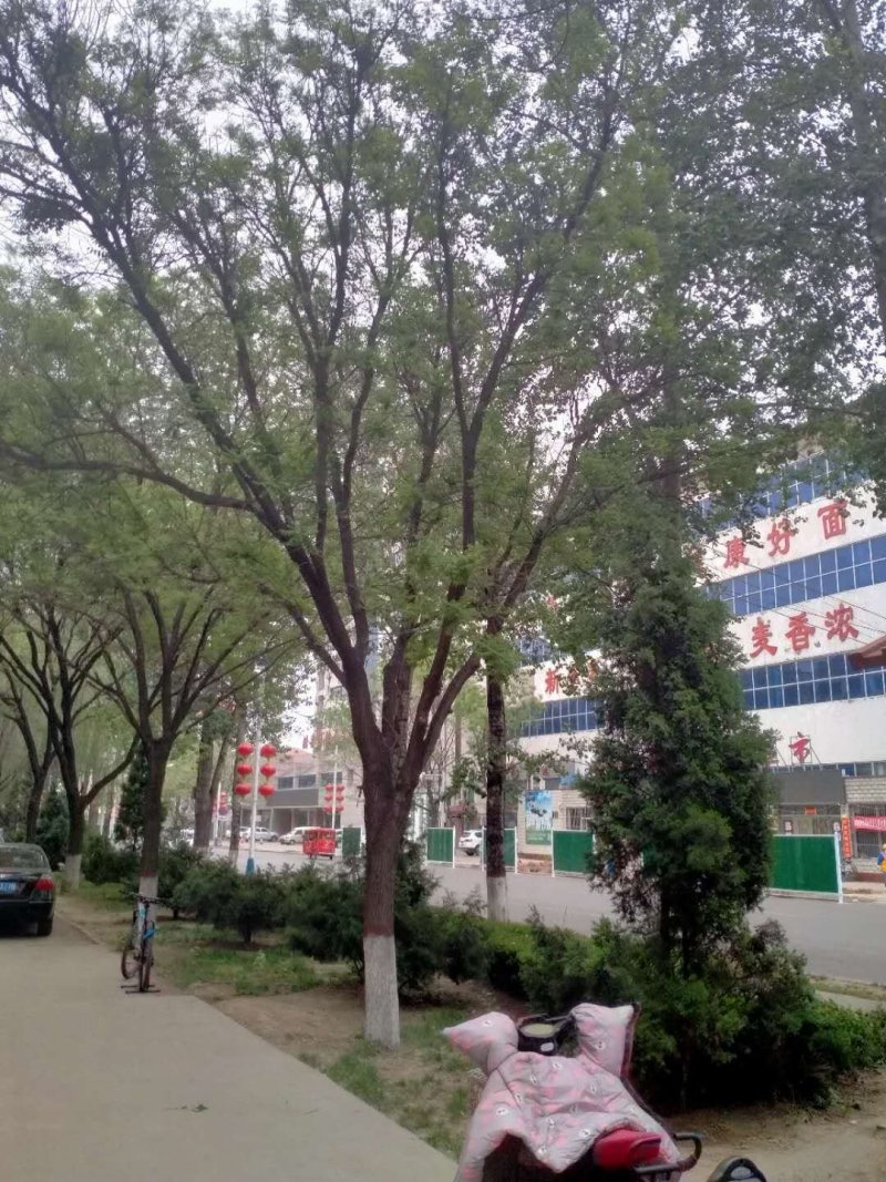 行到国槐处理，急急急