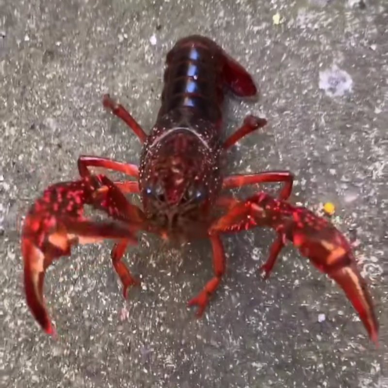 精品小龙虾，硬规格，酒店，批发直供