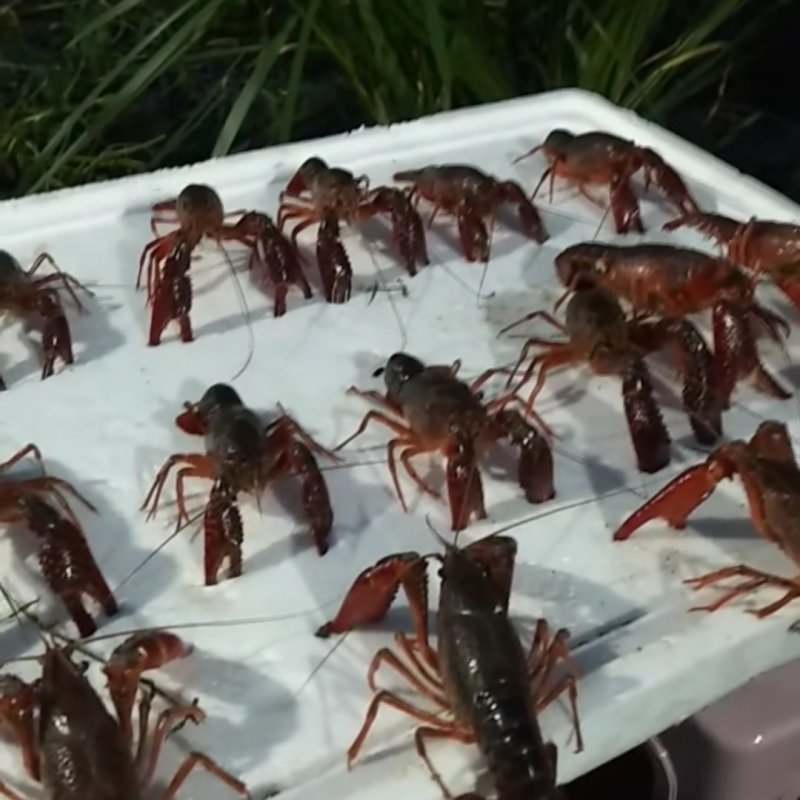 精品小龙虾，硬规格，酒店，批发直供