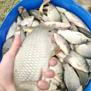 鲫鱼麻鲫中科三号湘云鲫放钓鱼送货上门货到付款
