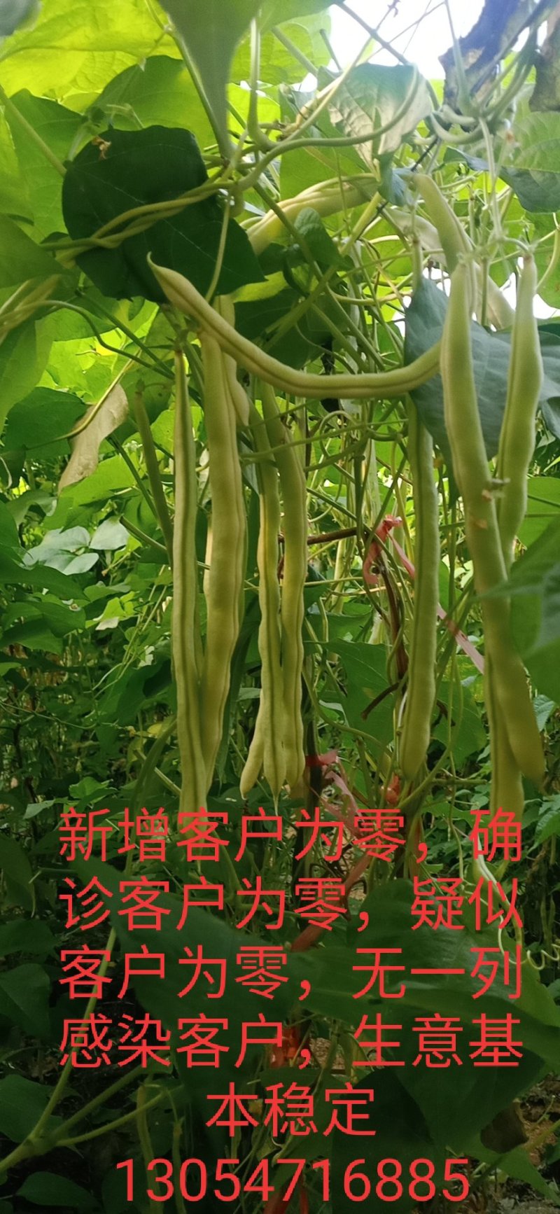 精品芸豆