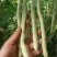 精品芸豆