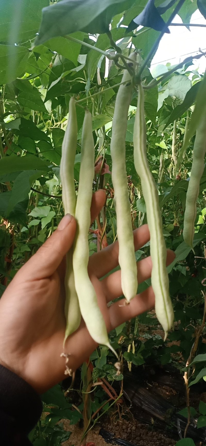 精品芸豆