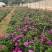 南非万寿菊，万寿菊杯苗