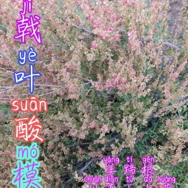 贵州毕节古夜野生中药材戟叶酸模川滇土大黄羊蹄根