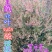 贵州毕节古夜野生中药材戟叶酸模川滇土大黄羊蹄根