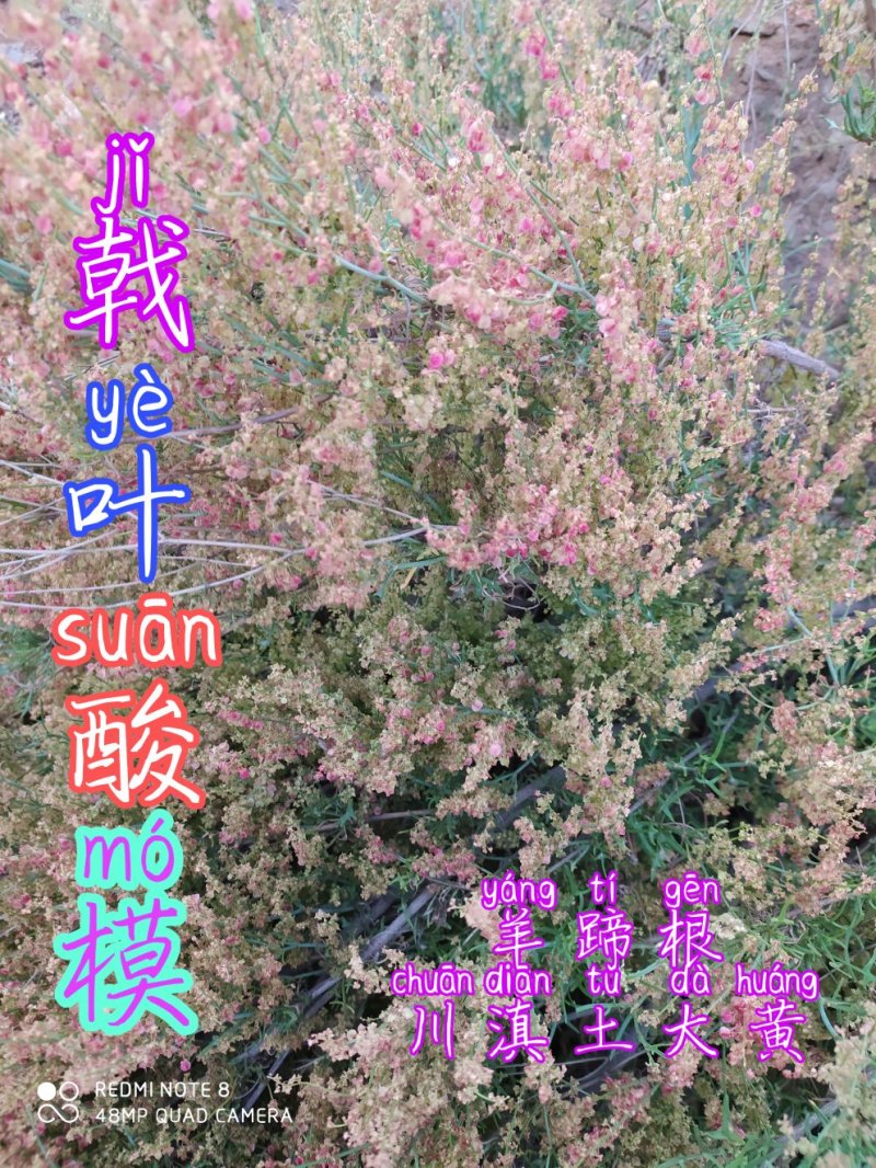 贵州毕节古夜野生中药材戟叶酸模川滇土大黄羊蹄根