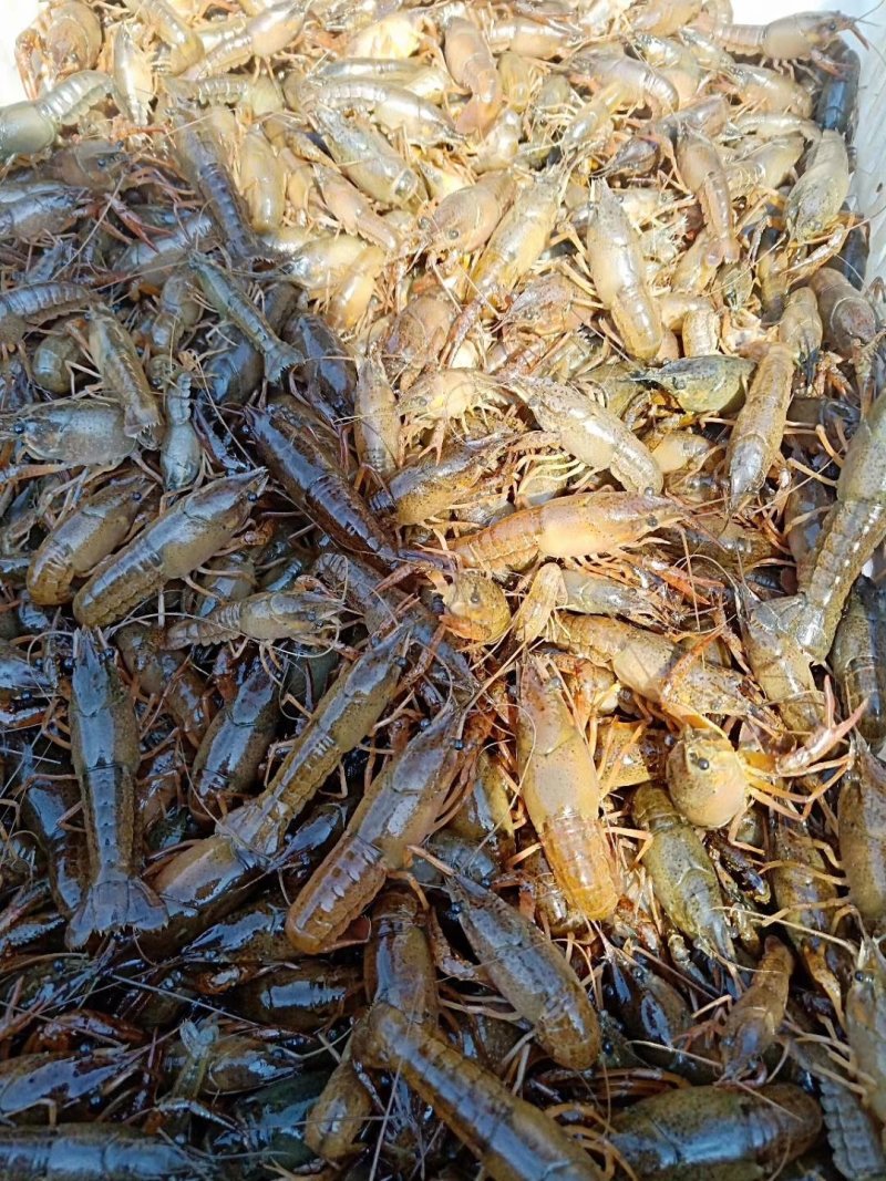 微山湖清水小龙虾成活率高免费提供养殖技术