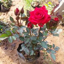 绿化用微型玫瑰，各种月季，各种规格基地直销，质量保证