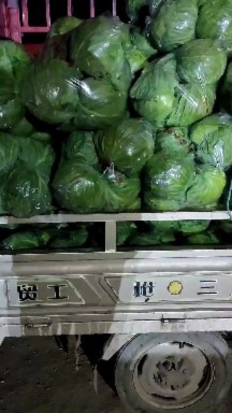 袋装甘蓝，中甘系列！货源充足，规格齐全，欢迎批发