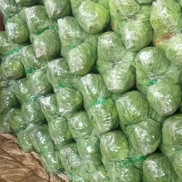 袋装甘蓝，中甘系列！货源充足，规格齐全，欢迎批发