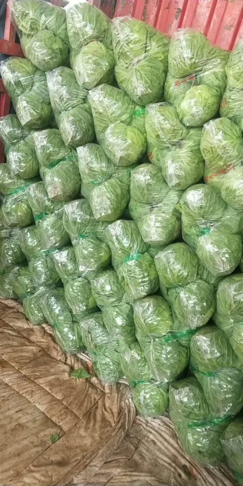 袋装甘蓝，中甘系列！货源充足，规格齐全，欢迎批发