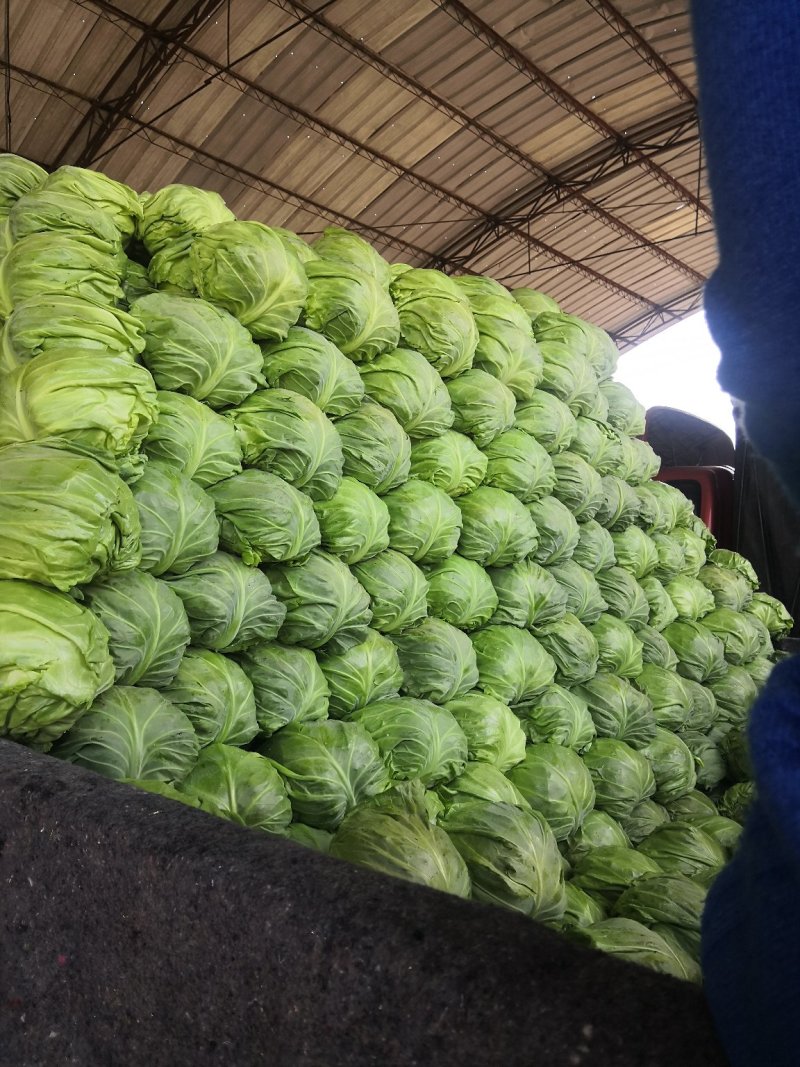 蔬菜种植基地甘蓝以大量上市。基地直发，质量保证，价格不高