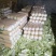 阳春白菜白菜河北白菜产地直销热卖价格实惠实力供应