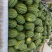 【早春红玉西瓜】小糖丸西瓜🍉皮薄红壤2k手撕瓜无籽西瓜