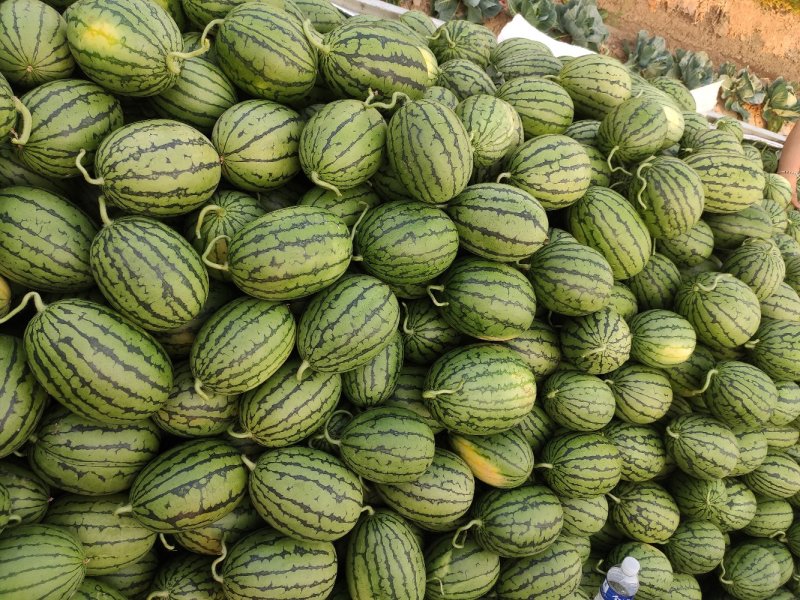 【早春红玉西瓜】小糖丸西瓜🍉皮薄红壤2k手撕瓜无籽西瓜