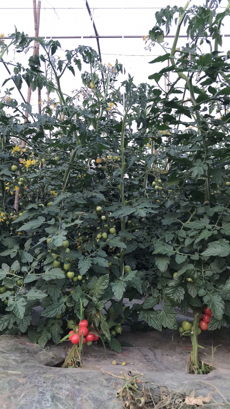 蔬菜