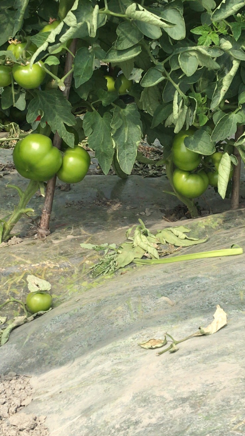蔬菜