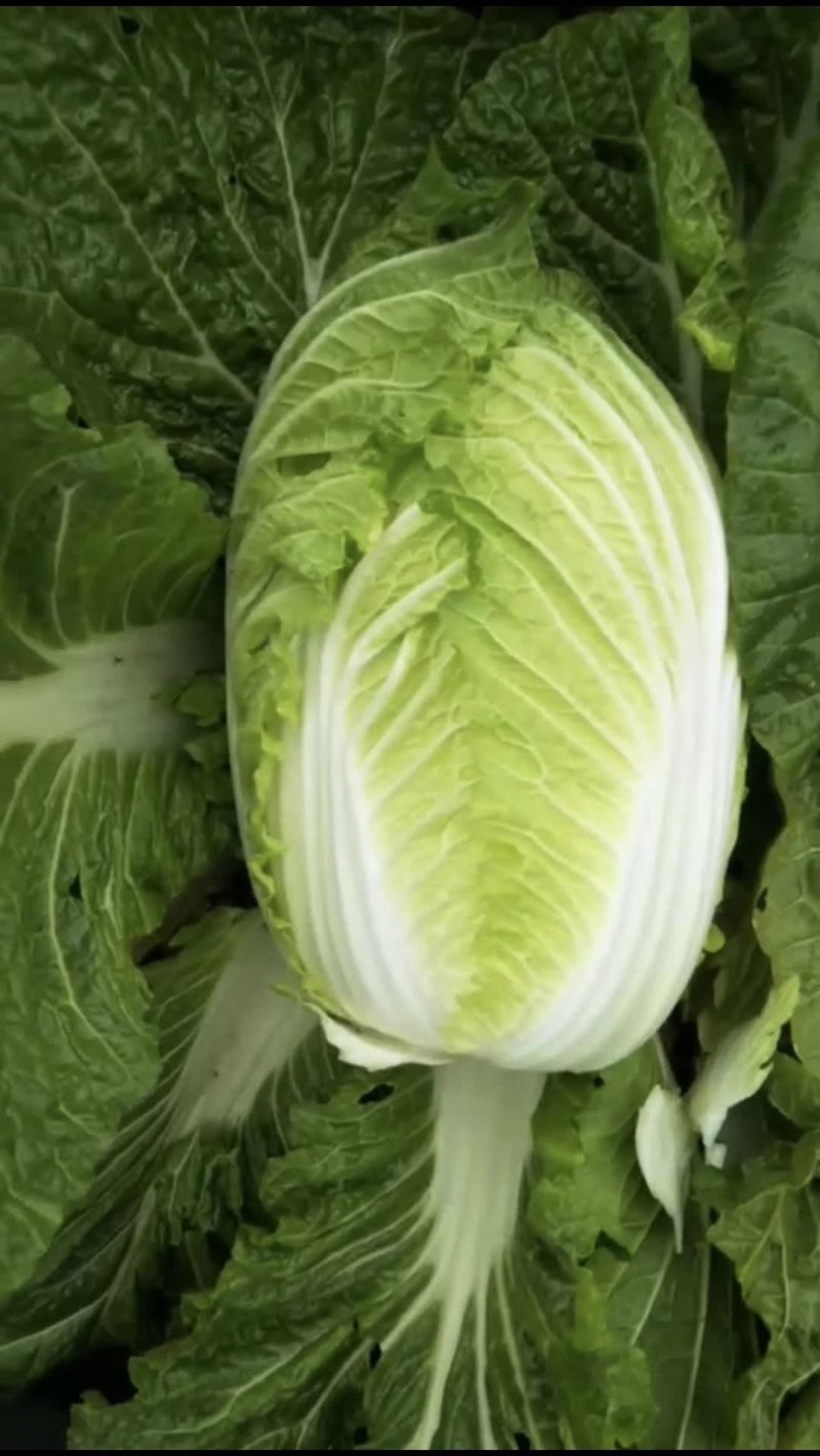 黄心大白菜
