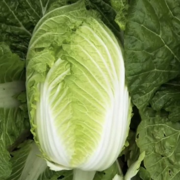 黄心大白菜