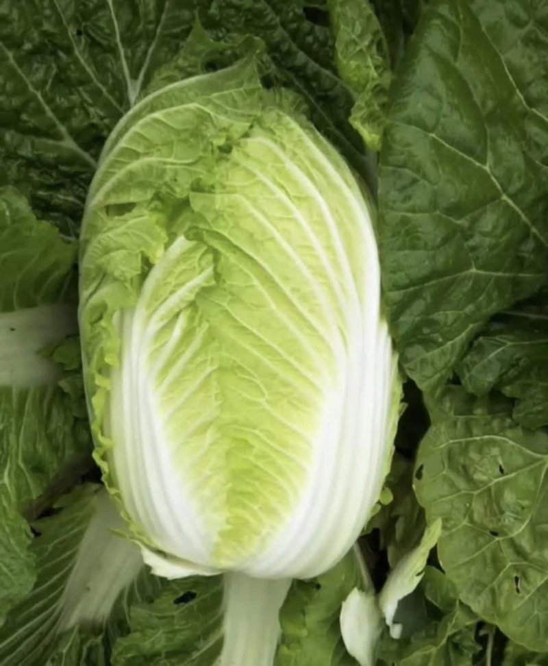 黄心大白菜