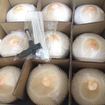 文昌椰林（椰青）原厂地直发，一件代发