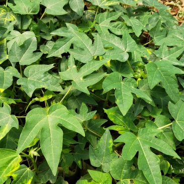 青皮红肉木瓜苗，挂果率高产量大，苗圃基地培育