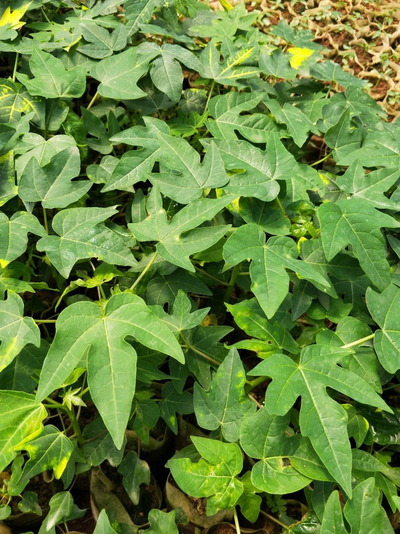 青皮红肉木瓜苗，挂果率高产量大，苗圃基地培育