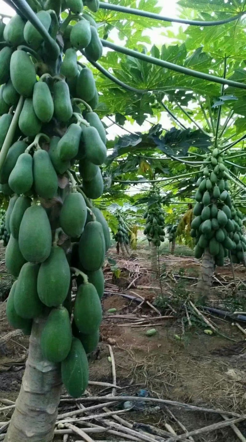 青皮红肉木瓜苗，挂果率高产量大，苗圃基地培育
